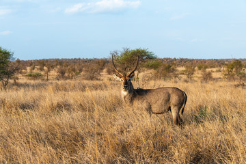 Cobe à croissant , Waterbuck,  Kobus ellipsiprymnus, Parc national du Pilanesberg, Afrique du Sud