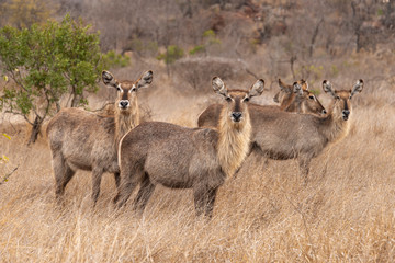 Cobe à croissant , Waterbuck,  Kobus ellipsiprymnus, Parc national du Pilanesberg, Afrique du Sud