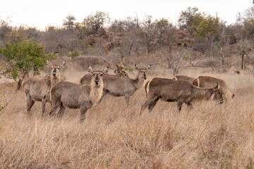 Cobe à croissant , Waterbuck,  Kobus ellipsiprymnus, Parc national du Pilanesberg, Afrique du Sud