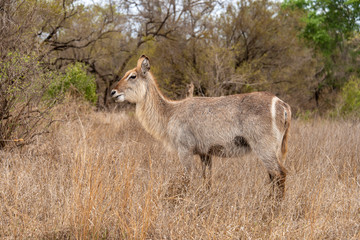 Cobe à croissant , Waterbuck,  Kobus ellipsiprymnus, Parc national du Pilanesberg, Afrique du Sud
