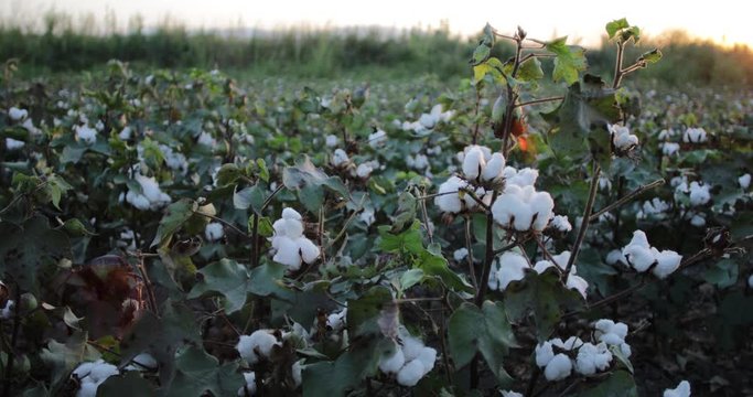 farm field of cotton