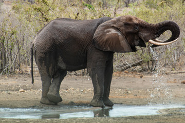 Éléphant d'Afrique, jeune, Loxodonta africana, Parc national Kruger, Afrique du Sud