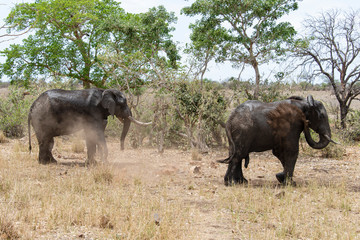 &Eacute;l&eacute;phant d'Afrique, jeune, Loxodonta africana, Parc national Kruger, Afrique du Sud