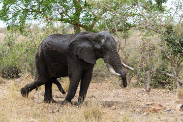 &Eacute;l&eacute;phant d'Afrique, jeune, Loxodonta africana, Parc national Kruger, Afrique du Sud