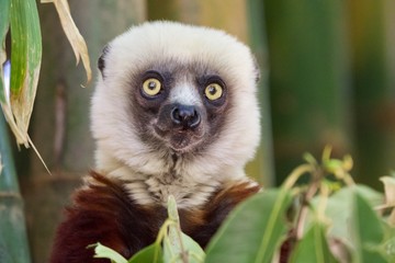 Wild ring tailed lemur, Antananarivo lemur Park, Madagascar, Africa 