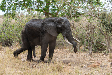 &Eacute;l&eacute;phant d'Afrique, jeune, Loxodonta africana, Parc national Kruger, Afrique du Sud