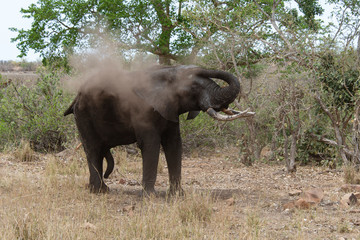 Obraz premium Éléphant d'Afrique, jeune, Loxodonta africana, Parc national Kruger, Afrique du Sud