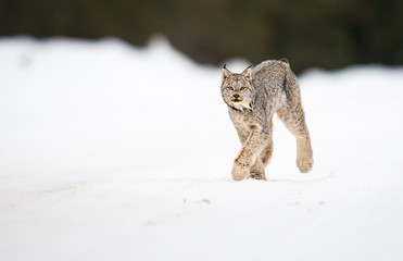 Canadian lynx in the wild © Jillian