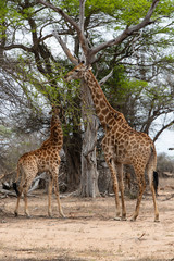 Girafe, Giraffa Camelopardalis, Parc national Kruger, Afrique du Sud