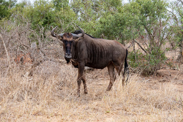 Gnou à queue noire, Connochaetes taurinus, Parc national Kruger, Afrique du Sud