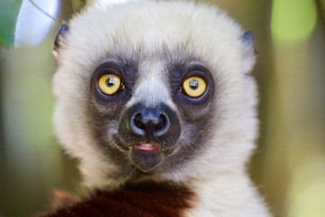 ring tailed lemur in nature, Madagascar