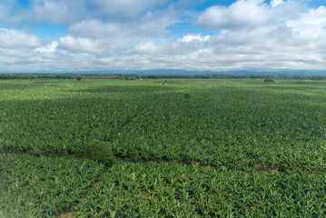 Fototapeta na wymiar Aerial view of banana industry in Colombian countryside.