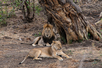 Naklejka na ściany i meble lion, mâle, femelle, Panthera leo, Afrique