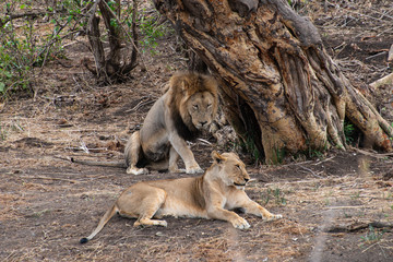 lion, mâle, femelle, Panthera leo, Afrique