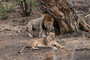 lion, mâle, femelle, Panthera leo, Afrique