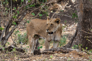 lion, femelle, Panthera leo, Afrique