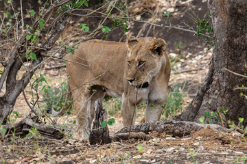 Obraz na płótnie Canvas lion, femelle, Panthera leo, Afrique