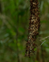 Wasp and wasp next in Mexican jungle