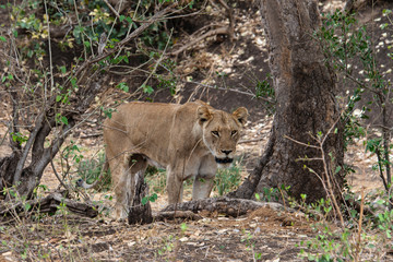 lion, femelle, Panthera leo, Afrique