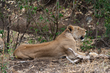 Fototapeta na wymiar lion, femelle, Panthera leo, Afrique