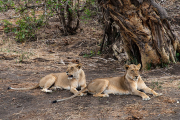 lion, femelle, Panthera leo, Afrique
