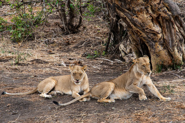 lion, femelle, Panthera leo, Afrique