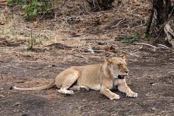 lion, femelle, Panthera leo, Afrique