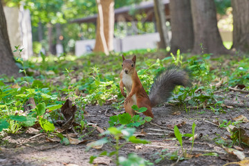 Naklejka na ściany i meble squirrels are interested in people and look for food