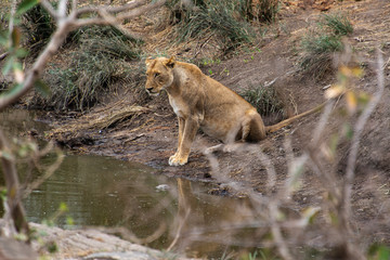 Fototapeta na wymiar lion, femelle, Panthera leo, Afrique