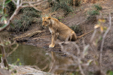 lion, femelle, Panthera leo, Afrique