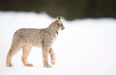 Cercles muraux Lynx Canadian lynx in the wild