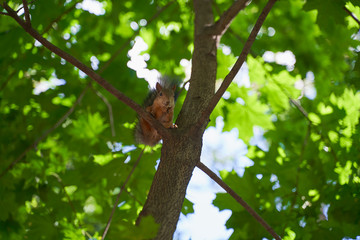squirrels are interested in people and look for food