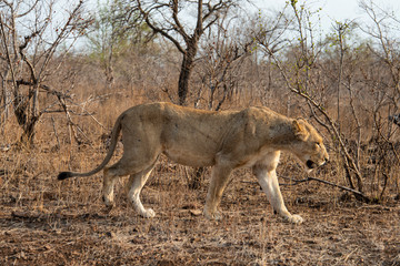 lion, femelle, lionne, Panthera leo, Afrique