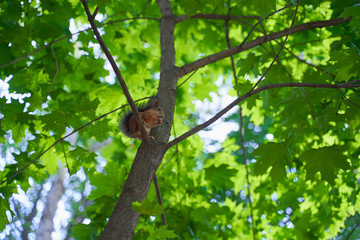 squirrels are interested in people and look for food