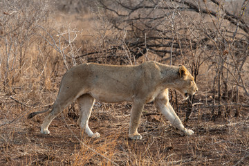 lion, femelle, lionne, Panthera leo, Afrique