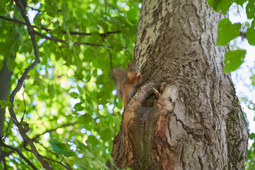 squirrels are interested in people and look for food