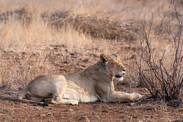 lion, femelle, lionne, Panthera leo, Afrique