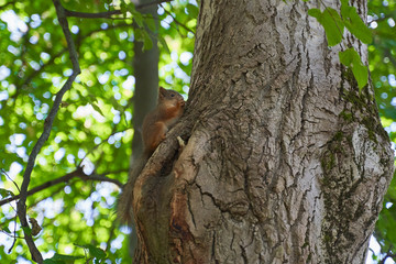 squirrels are interested in people and look for food