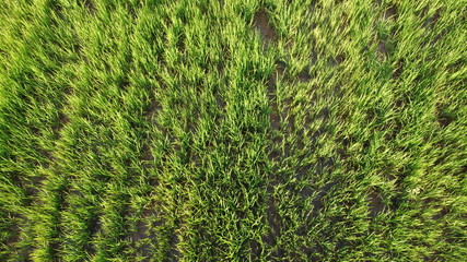 Green field of rice plant with water