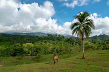 Fototapeta na wymiar Country landscape with horse feeding in tropical climate .Colombia.