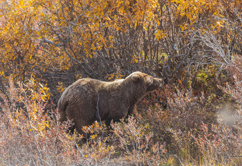 Grizzly Bear in Denali National Park Alaska in Autumn