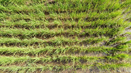 Green field of rice plant with water