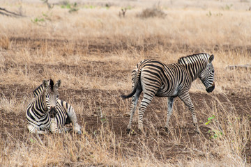 Fototapeta na wymiar Zèbre de Burchell, Equus quagga burchelli, Parc national Kruger, Afrique du Sud
