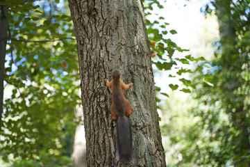 squirrels are interested in people and look for food