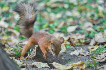 squirrels are interested in people and look for food