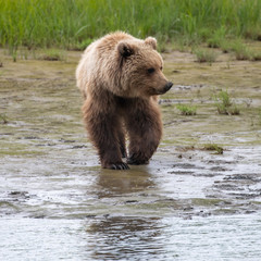 Obraz premium Coastal Brown Bear (Ursus arctos) in Lake Clark NP, Alaska