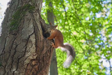 squirrels are interested in people and look for food