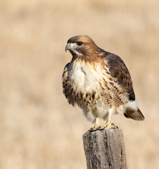 red tailed hawk