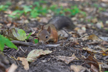 squirrels are interested in people and look for food