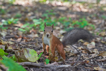 squirrels are interested in people and look for food